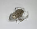 Petoskey Stone Frog Figurine, Resin Frog Sculpture, Great Lakes Rocks Gift, Gift for Rock Hunter, Gift for Frog Lovers