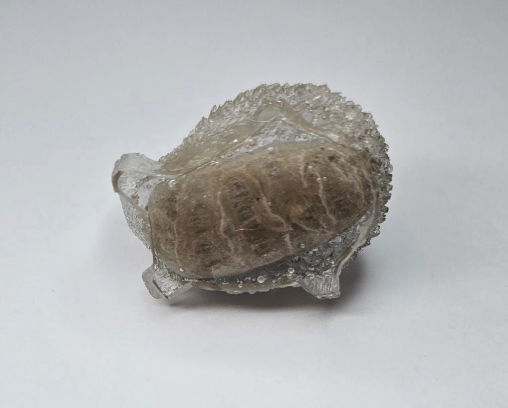Petoskey stone hedgehog