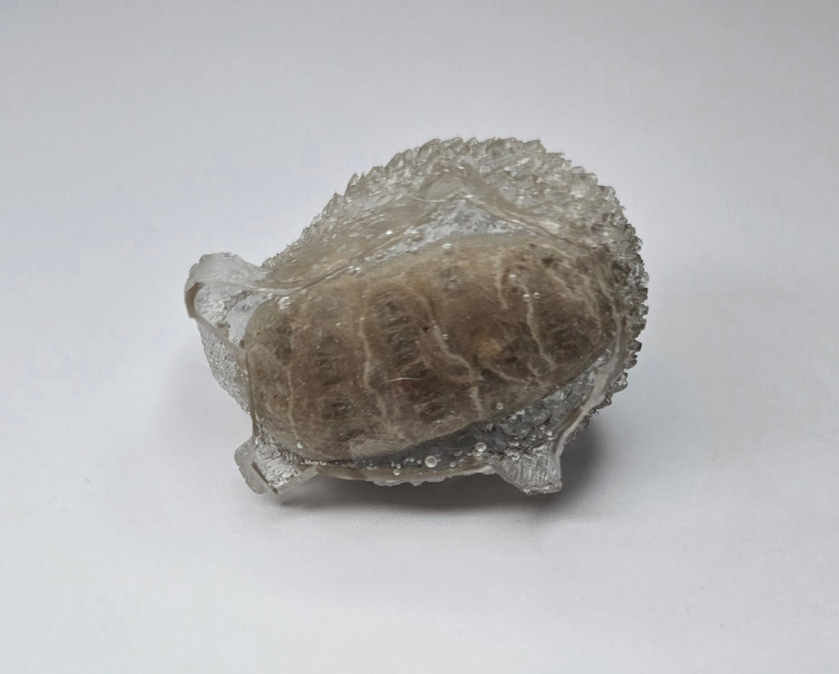 Petoskey stone hedgehog