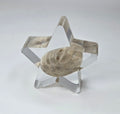 Small Petoskey stone star